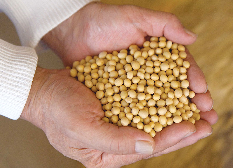 HikariMisoOrganicSoybeans_800x575