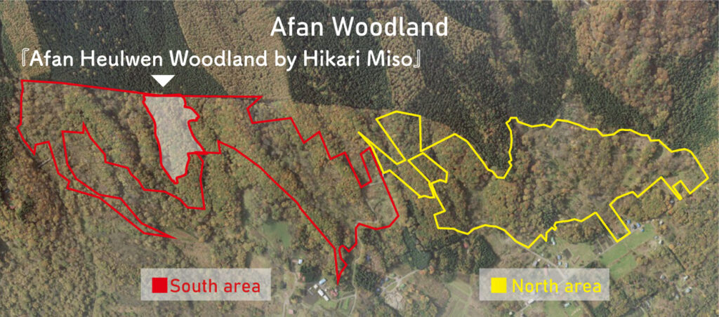 afan-woodland-1